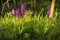 Mapování vybraných lokalit orchidejí ve Šluknovském výběžku a Lužických horách