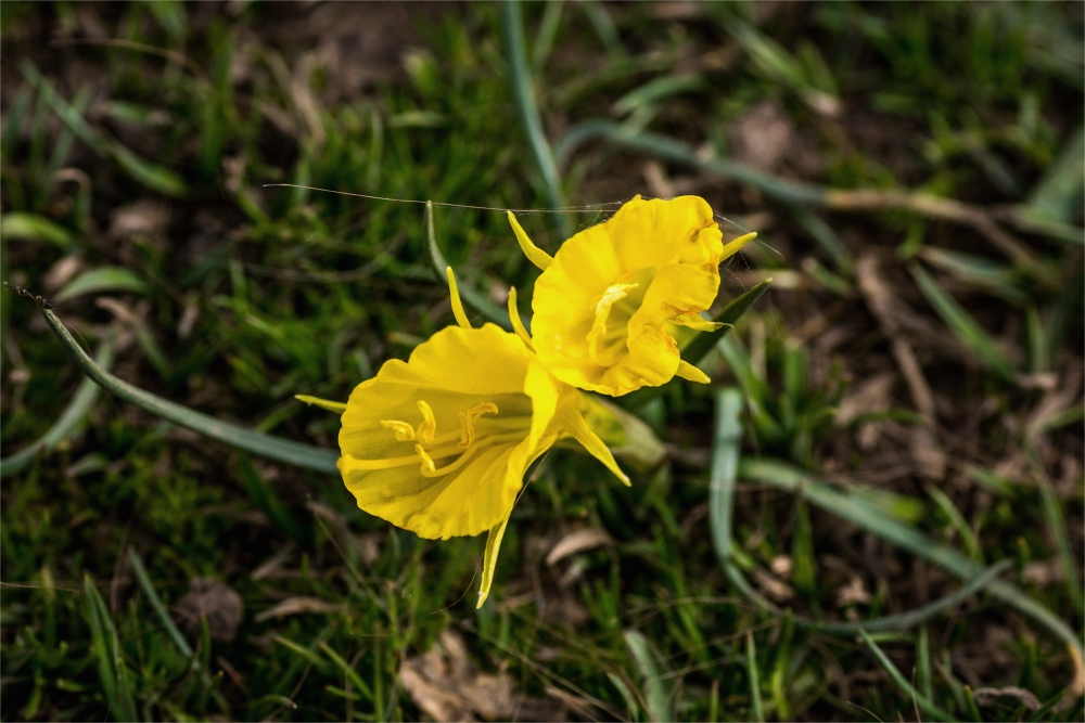 Narcis ( Narcissus bulbocodium )