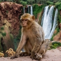 Berberská opice