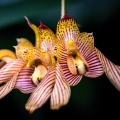 Bulbophyllum bicolor