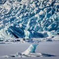 Ledový tuleň