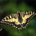 Motýli (Lepidoptera)
